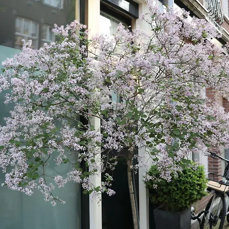 Adriaen Ostade Otel Amsterdam